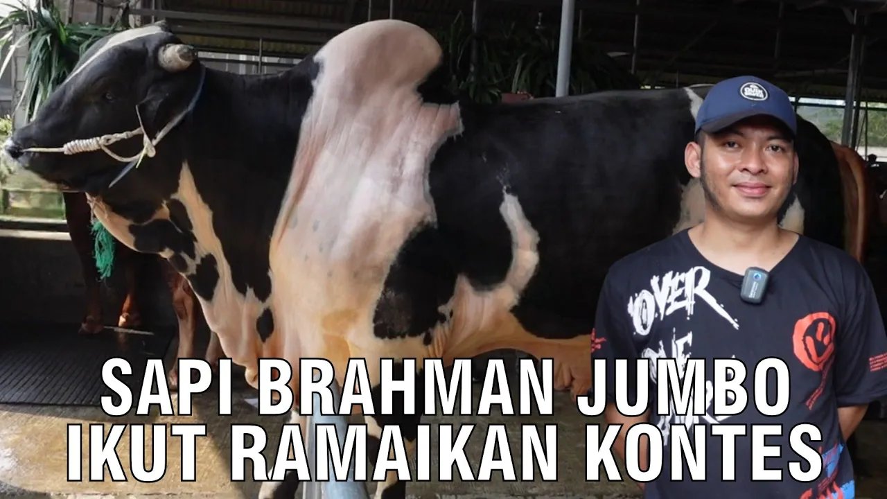 
                                 Sapi-Brahman-Super-Jumbo-Ramaikan-Kontes